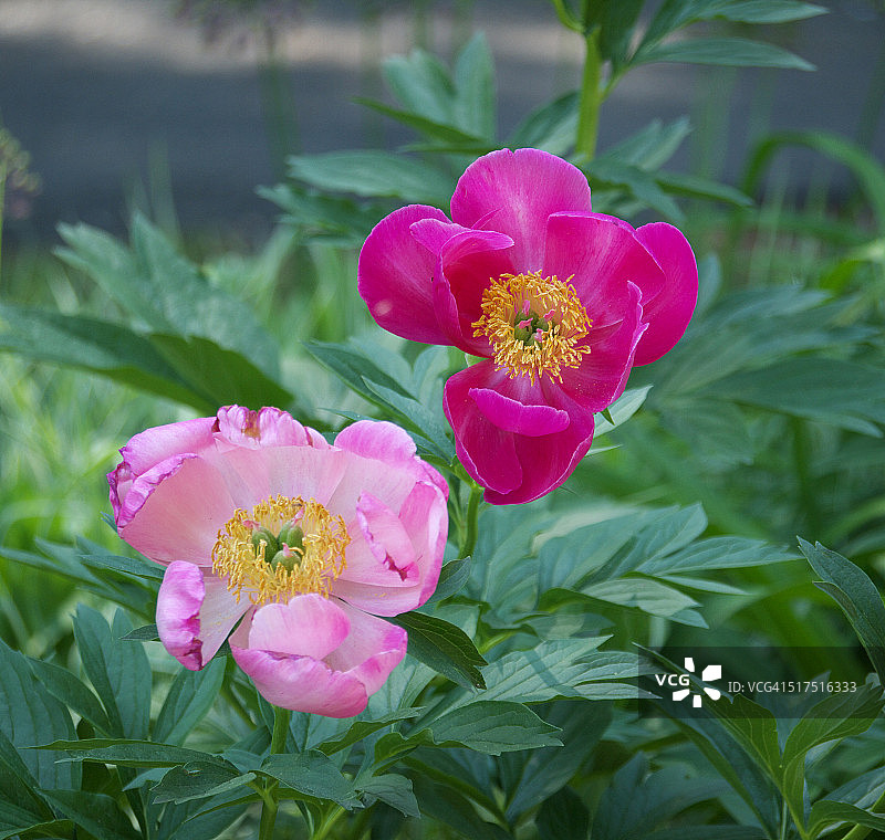 粉色调图片素材