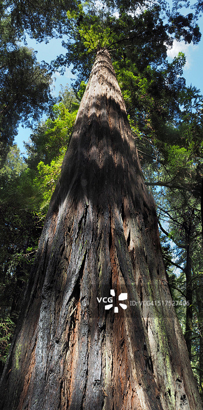 洪堡红杉州立公园的垂直全景图片素材