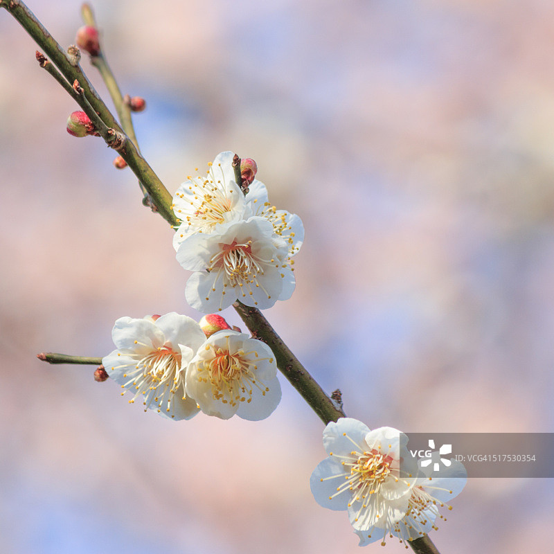 偕乐园白色梅花图片素材