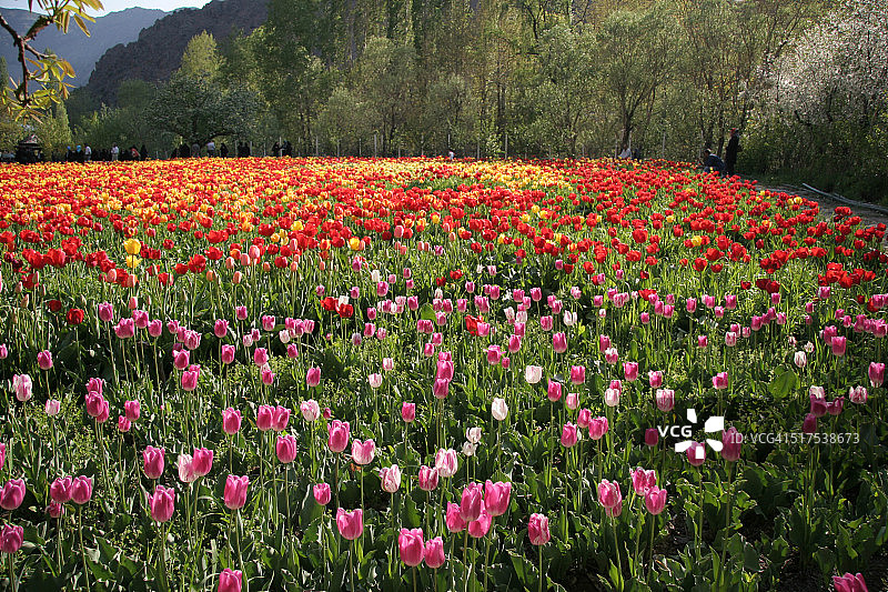 郁金香图片素材