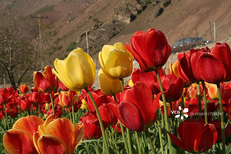 郁金香图片素材