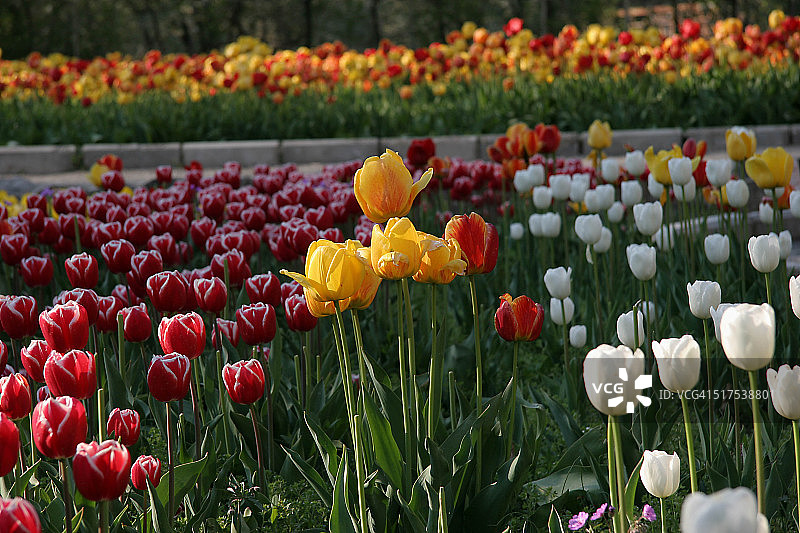 郁金香图片素材