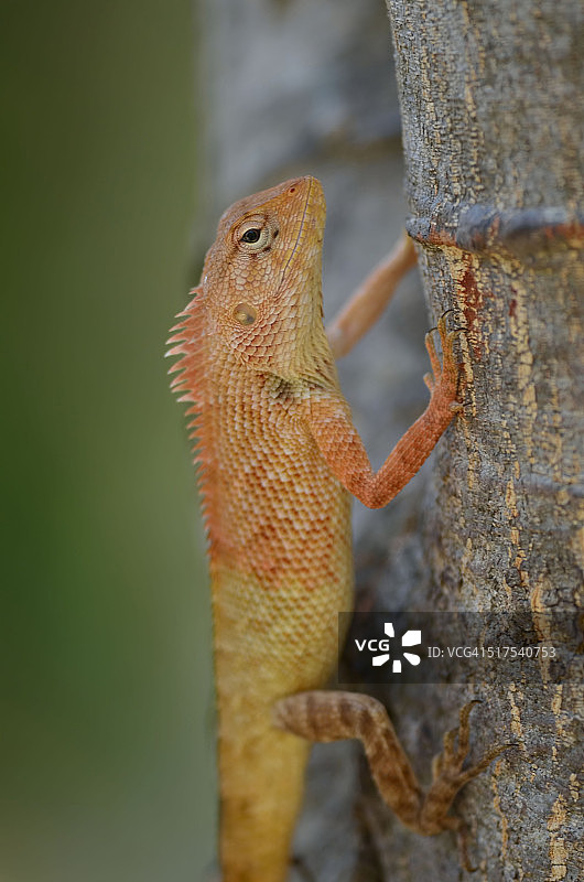 印度园林蜥蜴图片素材