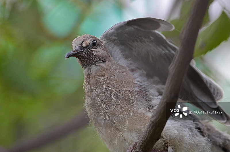 斑鸠幼鸟图片素材