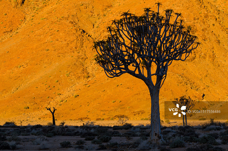 箭袋树轮廓图片素材