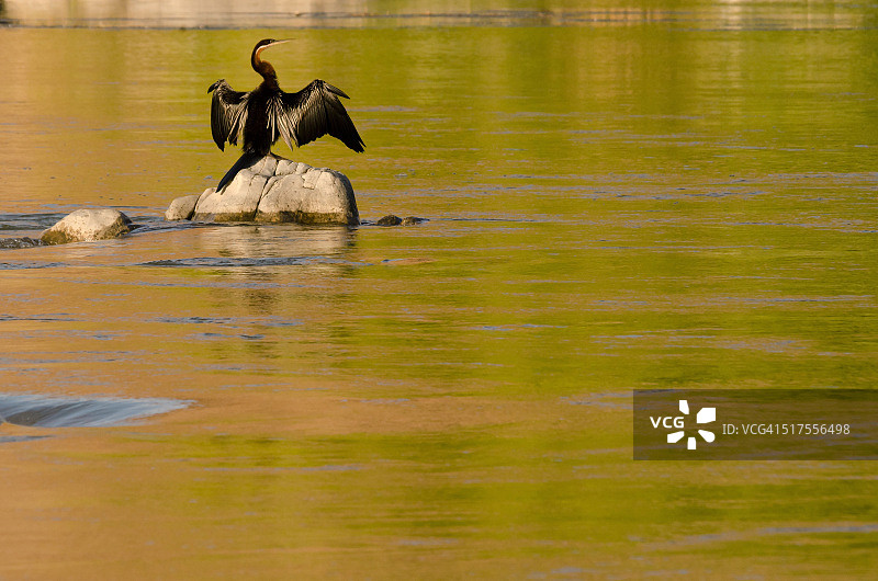 非洲蛇鹈图片素材