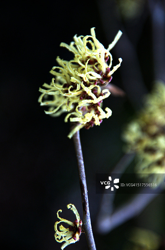 盛开的金缕梅图片素材