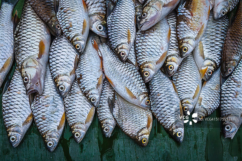 老挝琅勃拉邦市场上的湄公河鱼图片素材