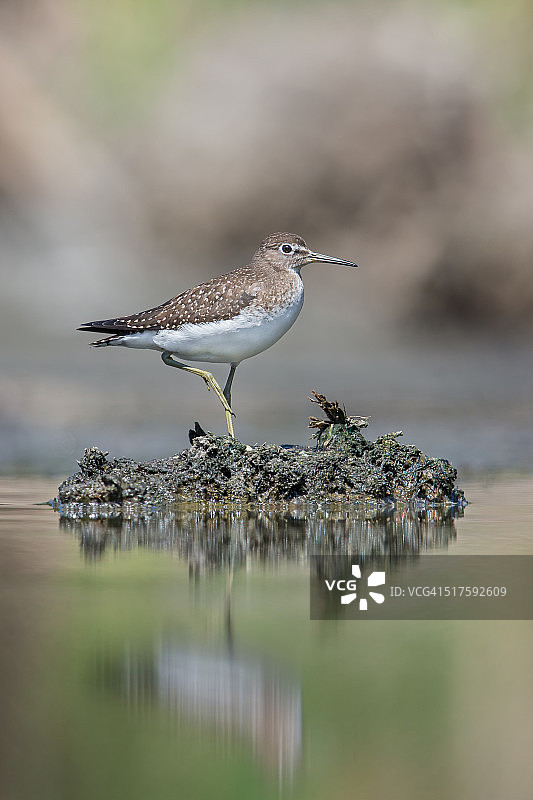 孤立的矶鹞图片素材