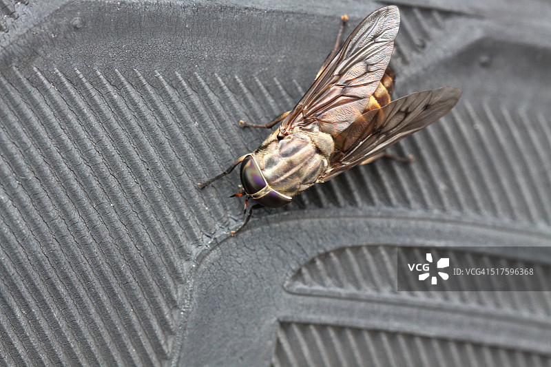 马蝇(Tabanus lunatus)图片素材