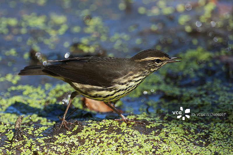 春季迁徙中的北美水鸫图片素材
