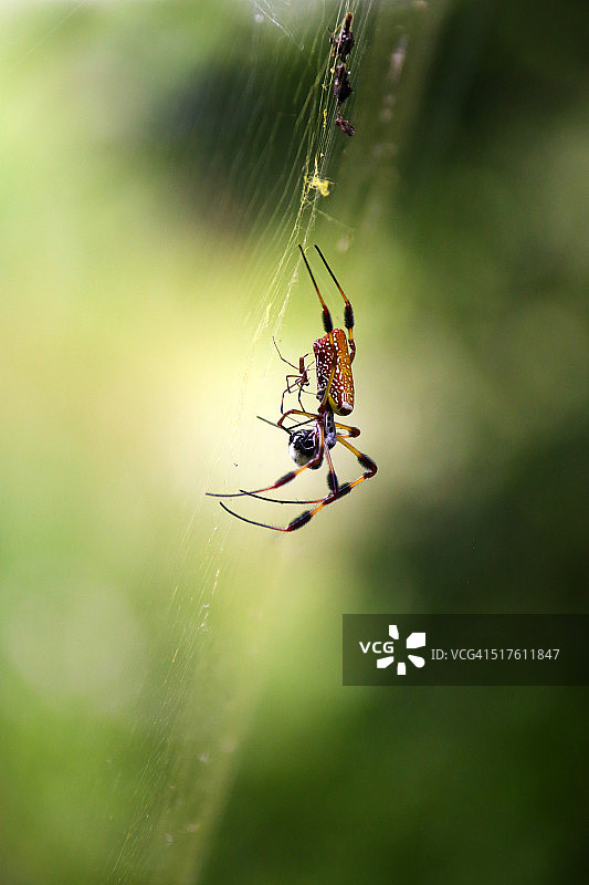 蜘蛛交配图片素材