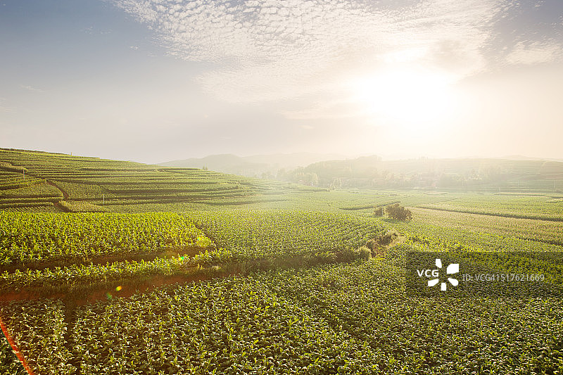 烟草种植图片素材