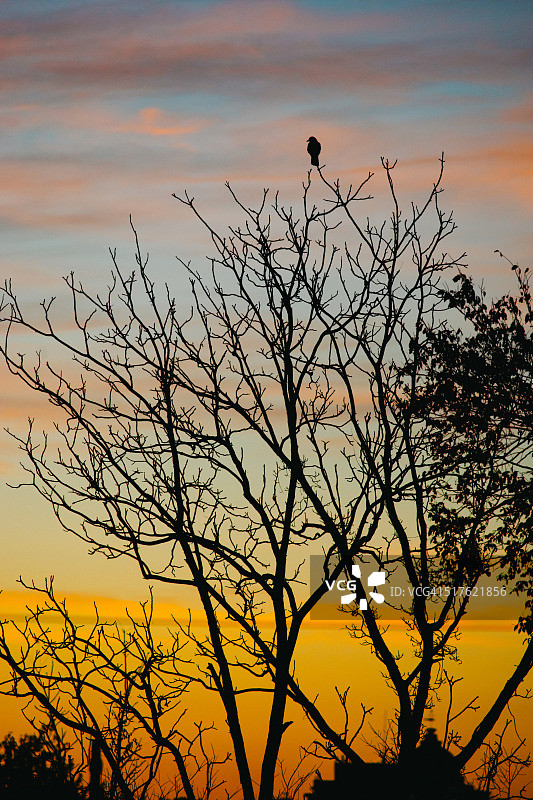 夕阳下树枝上的乌鸦图片素材