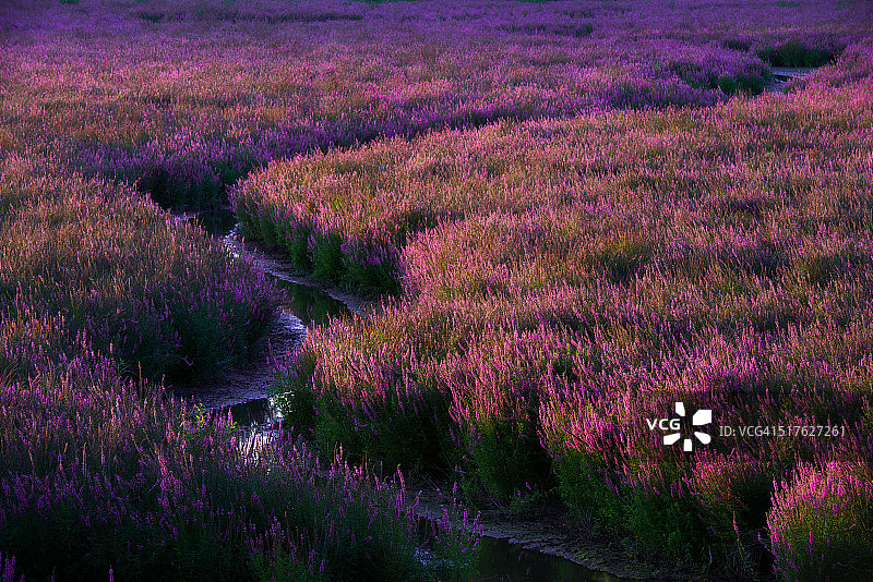 紫色田野图片素材