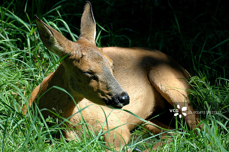 欧洲狍图片素材