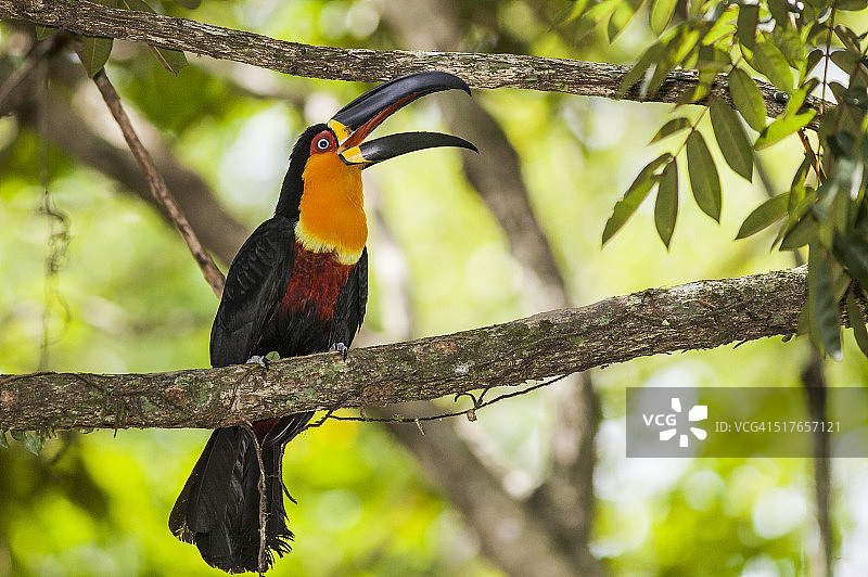 巨嘴鸟图片素材