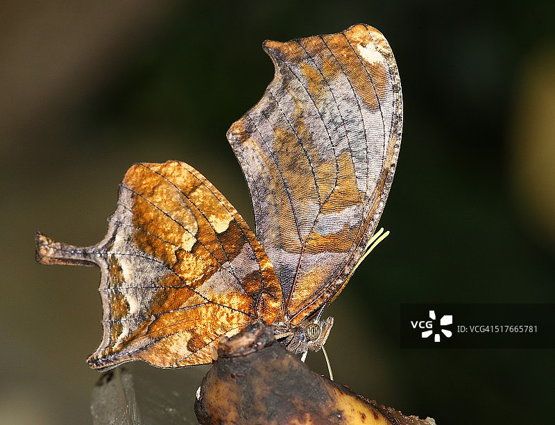 虎斑蛱蝶侧面图图片素材