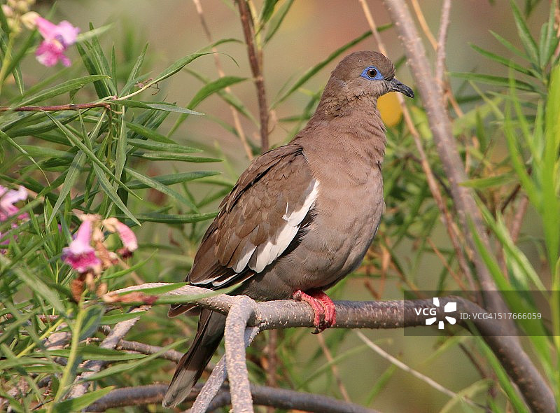 白翅鸠图片素材