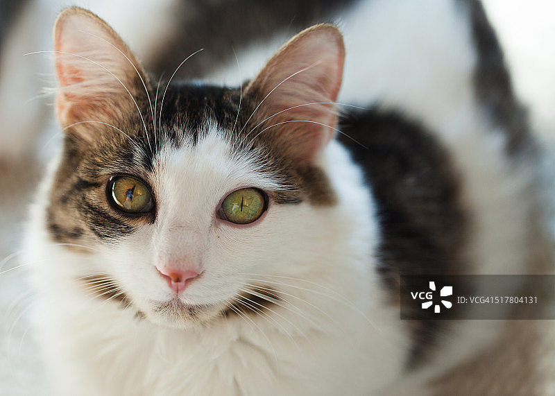 虹膜异色症：拥有彩色眼睛的长毛猫图片素材