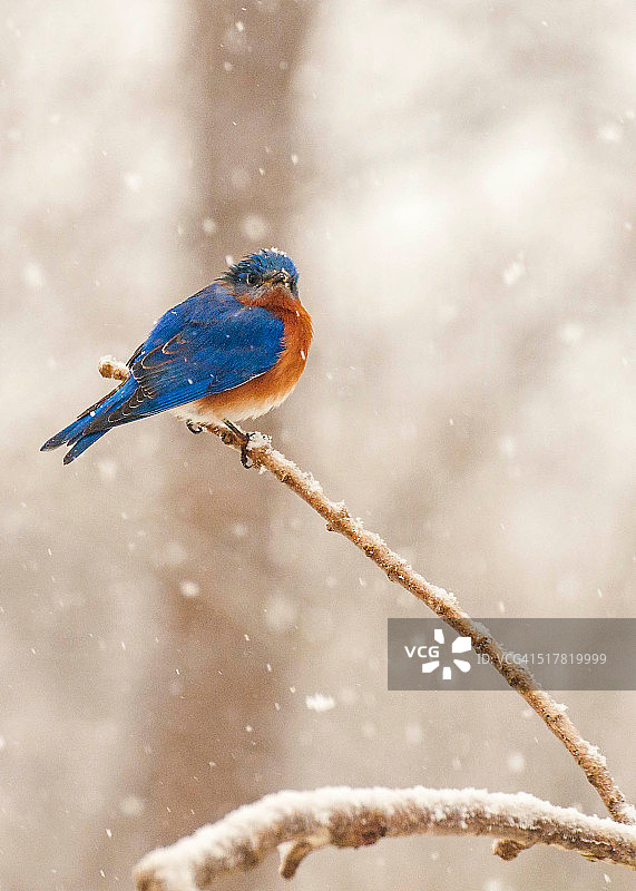 东部蓝鸟在树枝上图片素材
