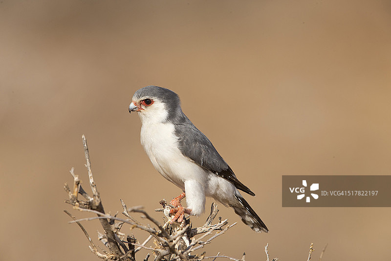 侏儒隼/雄性图片素材