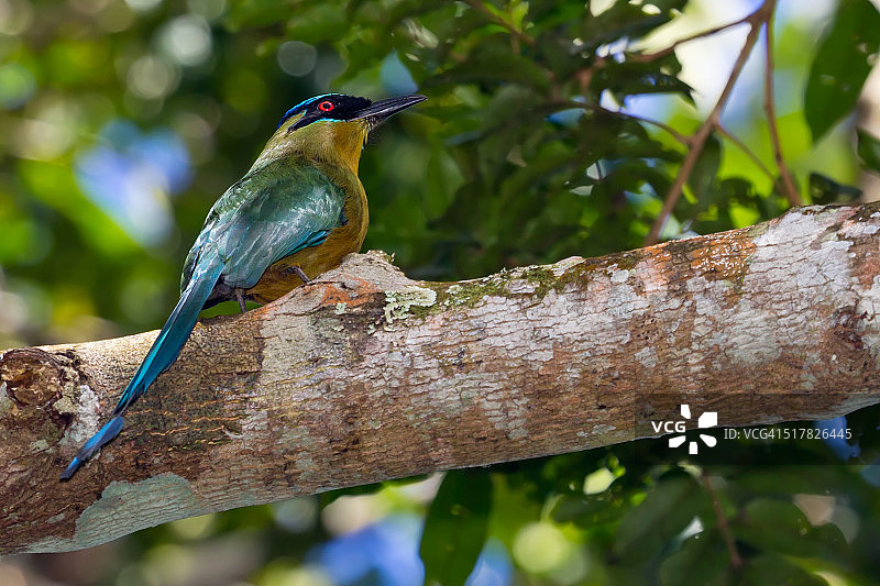 亚马逊Motmot鸟图片素材