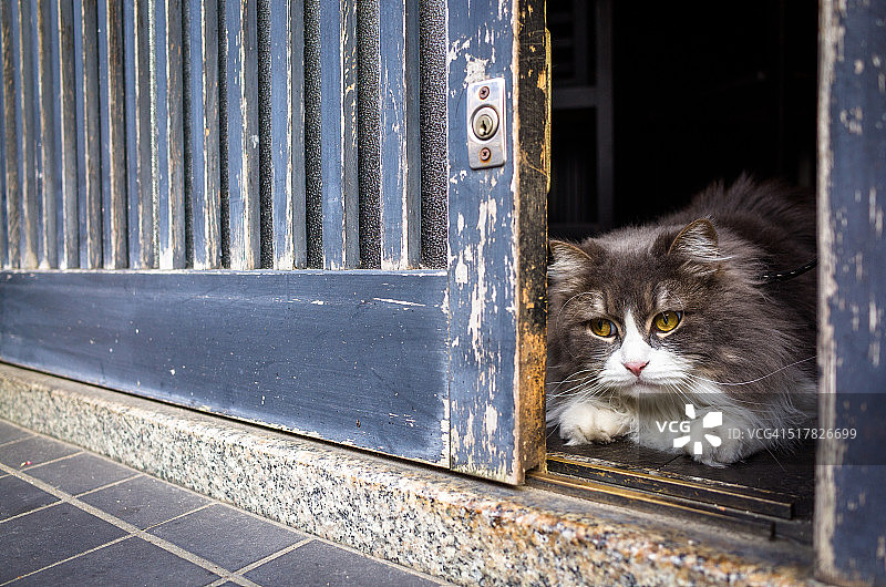 从缝隙中窥视的猫咪图片素材