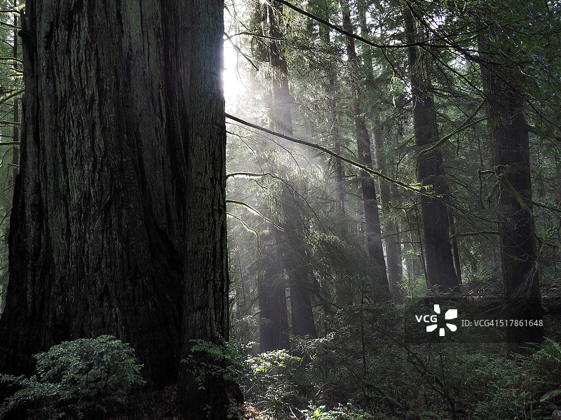 阳光穿过红杉树，德尔诺特海岸红杉州立公园图片素材