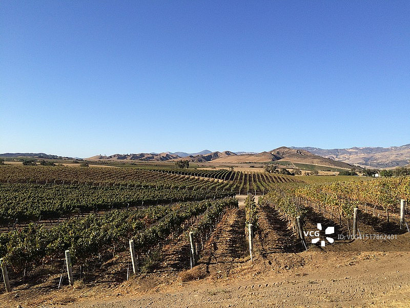 葡萄酒收成图片素材