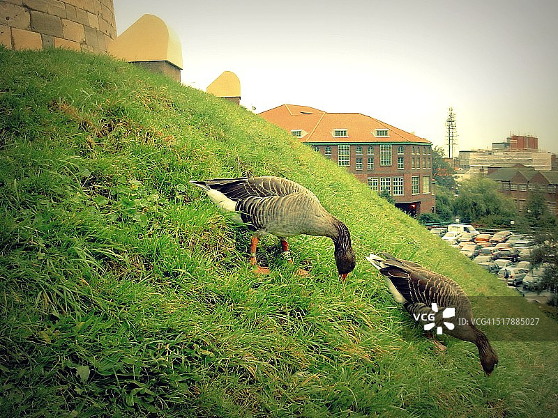 鹅夫妇在约克城堡下坡图片素材
