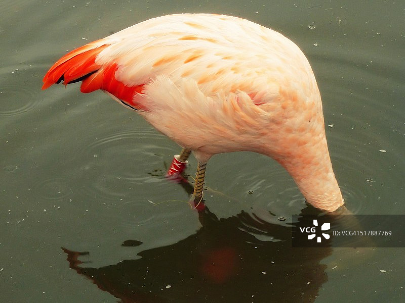 隐藏在图片中的火烈鸟图片素材