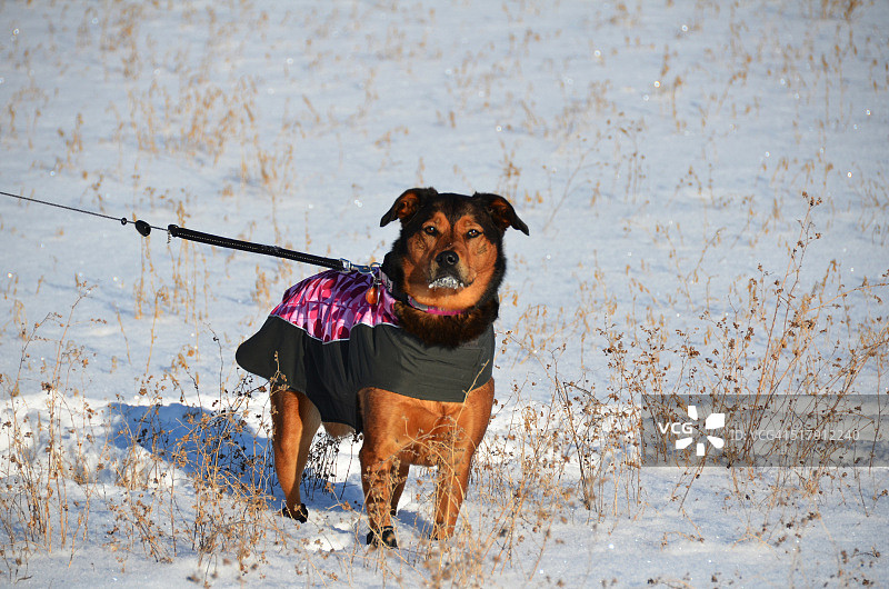 可怕的狗图片素材