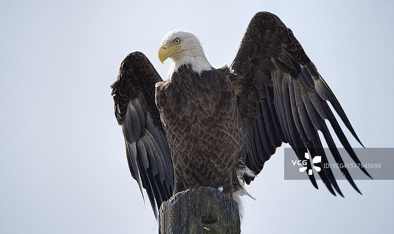 白头海雕展翅图片素材
