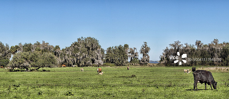 牛吃草图片素材