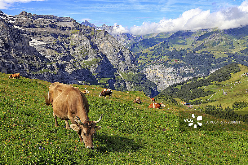 从小谢德格观看到的劳特布龙嫩山谷图片素材