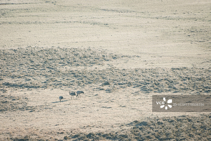 不丹旺杜波德朗彭比卡山谷早冬时节霜冻沼泽中的黑颈鹤图片素材