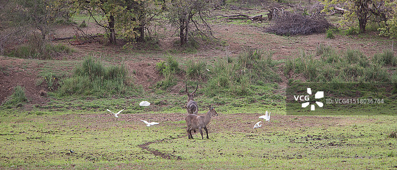 雌雄水羚和五只牛背鹭图片素材