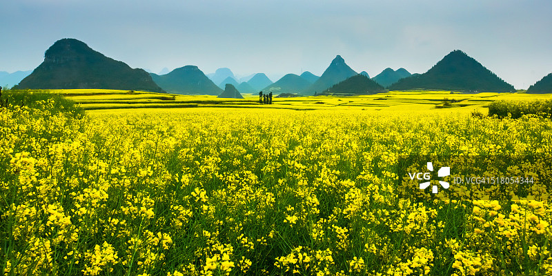 油菜花图片素材