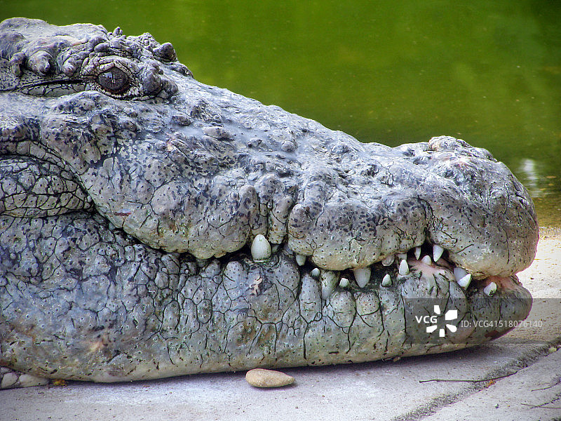 头像照片图片素材