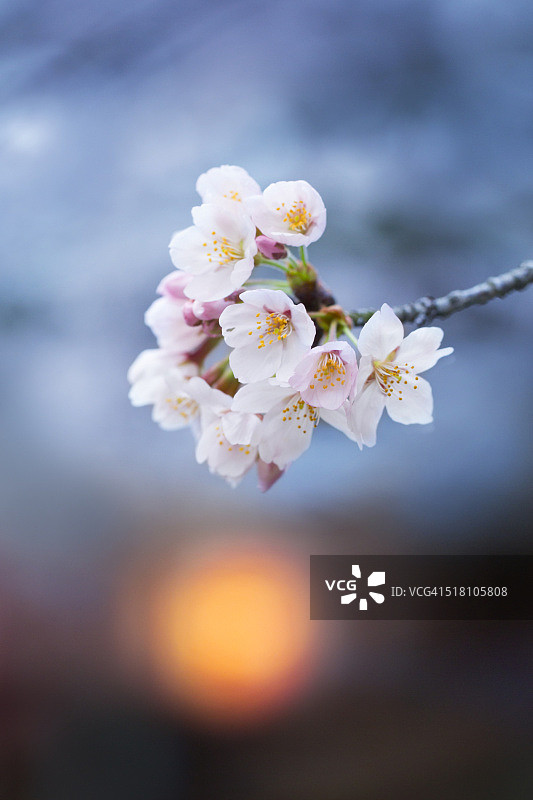 春天樱花特写图片素材