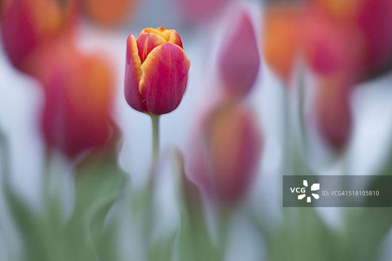 花坛中红色郁金香特写图片素材