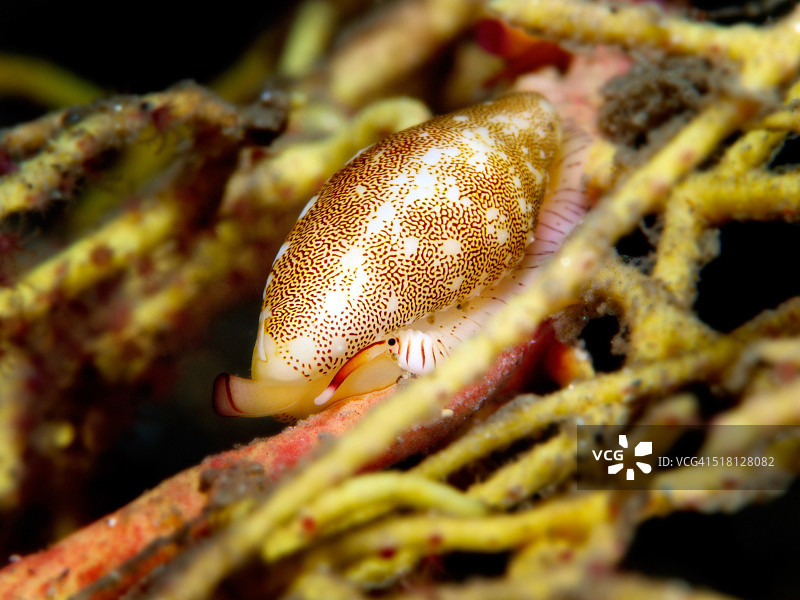 地中海宝贝螺（Neosimnia spelta）图片素材