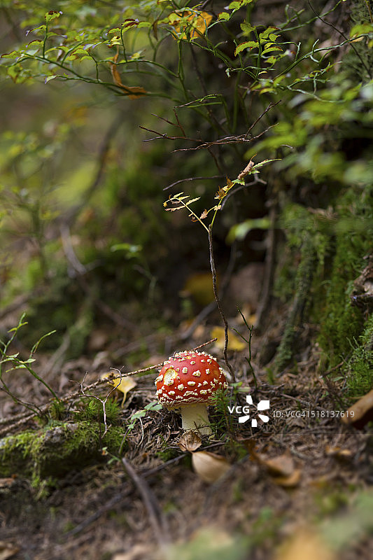 毒蝇伞图片素材