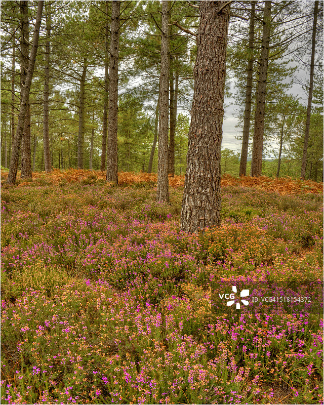 韦勒姆森林，多塞特，英格兰，英国图片素材