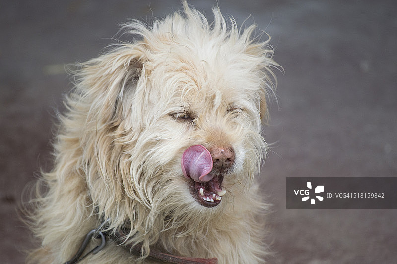 小狗舔鼻子图片素材