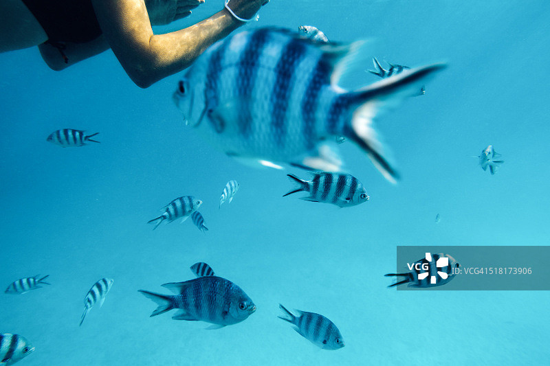 与热带鱼一起游泳图片素材