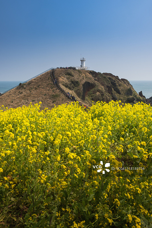 涉地可支海岸的油菜花田图片素材