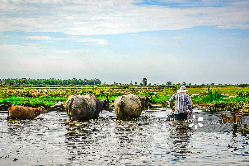 柬埔寨：农民与水牛过河图片素材