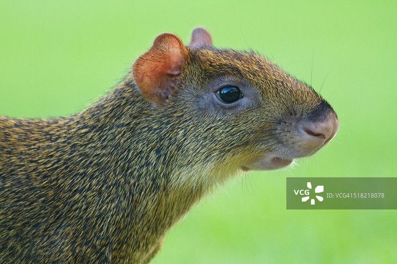 中美洲刺豚鼠特写图片素材